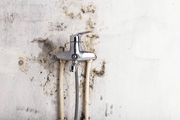 Best Toxic Mold Removal  in Lone Jack, MO