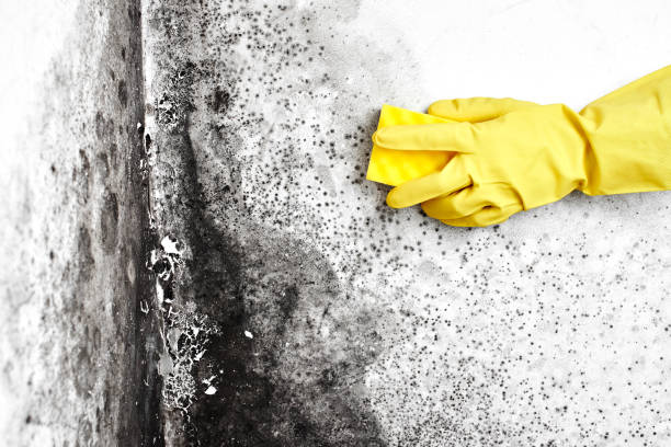 Best Same-Day Mold Removal  in Lone Jack, MO