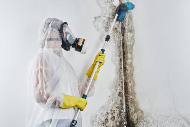 Best Mold Damage Repair  in Lone Jack, MO