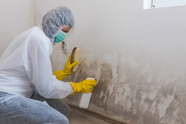 Best Certified Mold Removal  in Lone Jack, MO