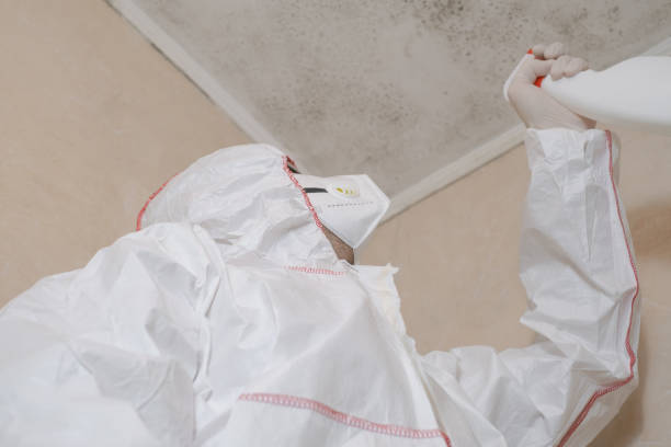 Best Home Mold Removal  in Lone Jack, MO