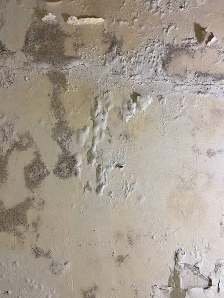 Best Mold Removal Company Near Me  in Lone Jack, MO