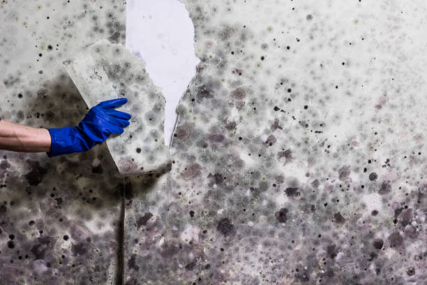 Best Black Mold Removal  in Lone Jack, MO